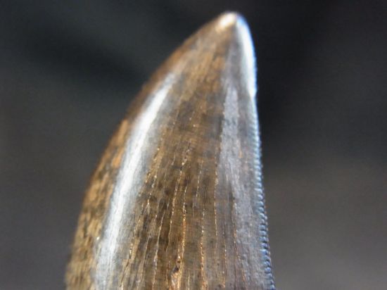 ナノティラヌス実物歯化石①