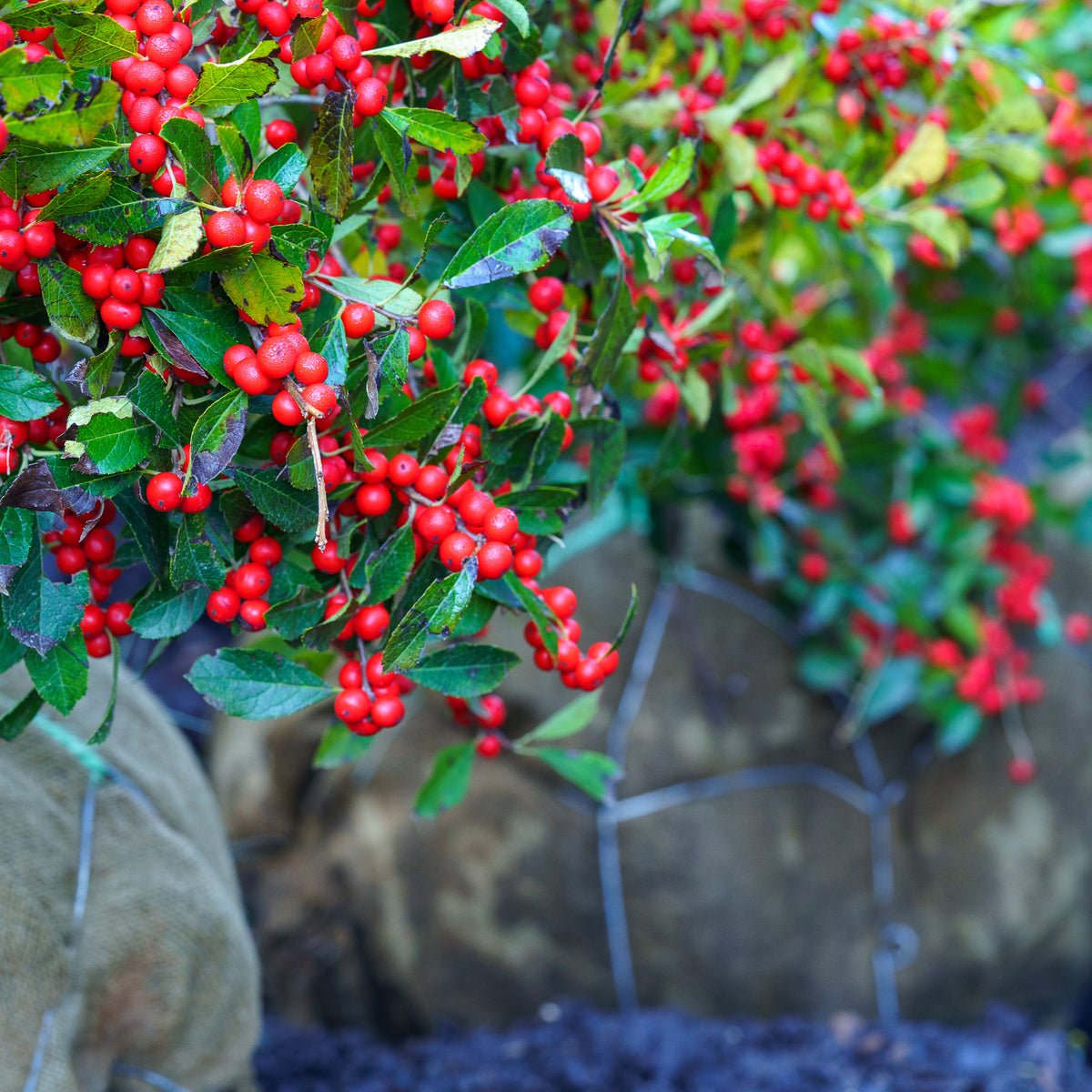 RedSpriteWinterberryHolly_4_12