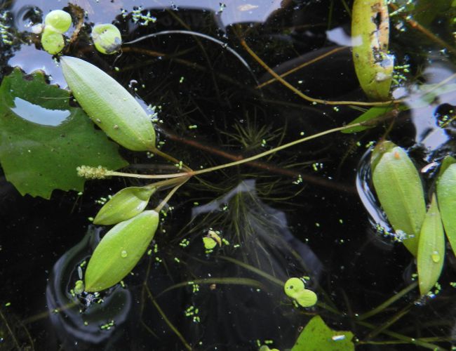 コバノヒルムシロ-兵庫県の湿生・水生植物-
