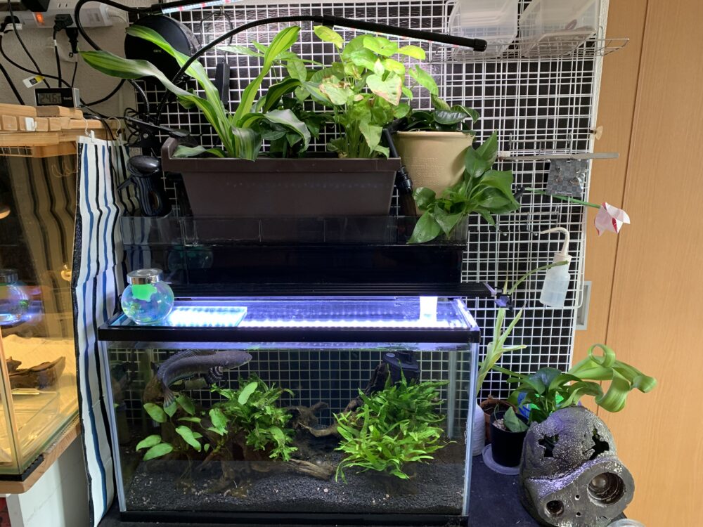 アクアポニックス水槽大拡張！gexメガパワーポンプを繋げてみた