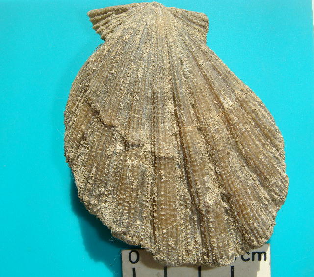 イセシラガイ 化石 3個セット 広島市中区八丁堀 鉱物標本 天然石 金星