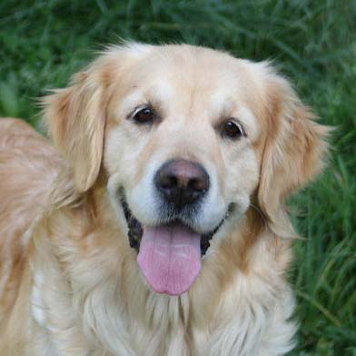 かわいい犬「ゴールデンレトリバー」「シュナウザー」「トイプ