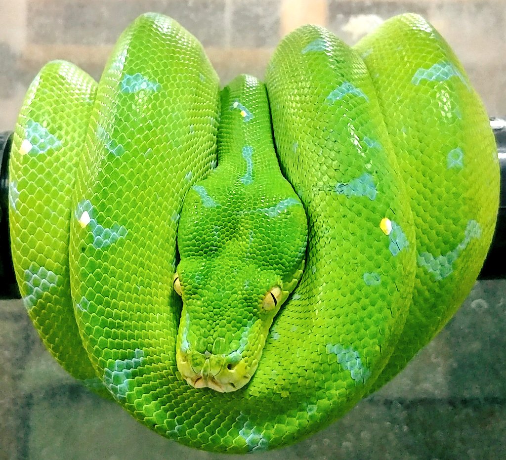 特集!!グリーンパイソンの飼育】 | REPBUDDY