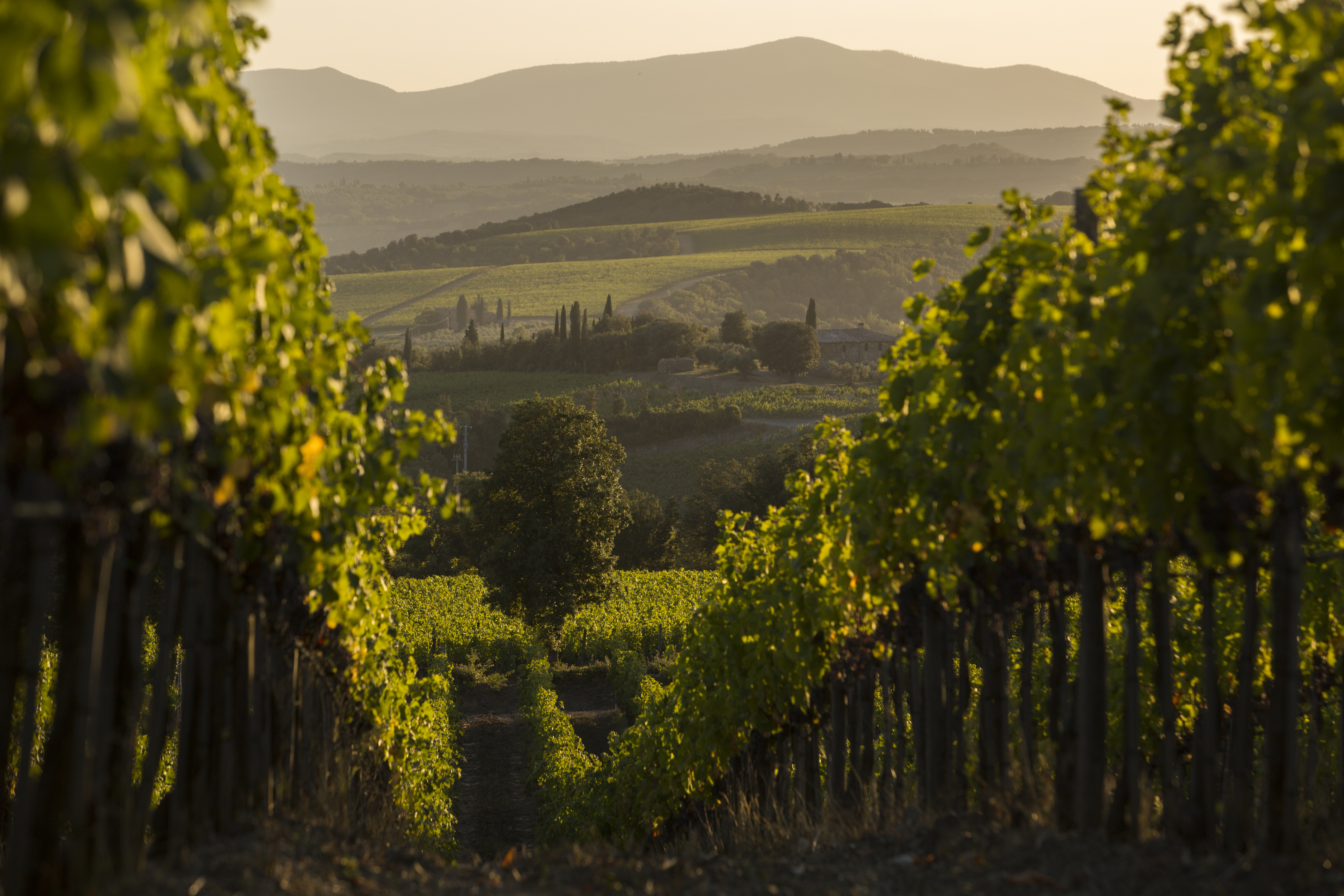 Tenuta Luce Brunello di Montalcino 2006 | Wine.com