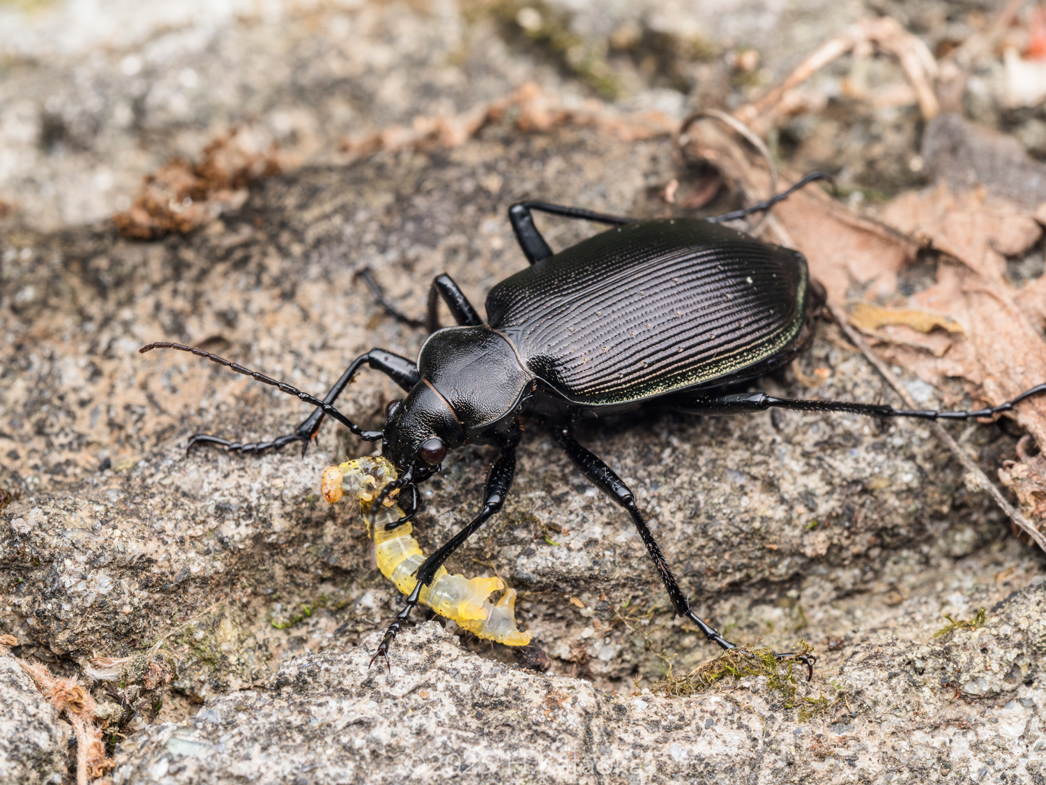 クロカタビロオサムシ