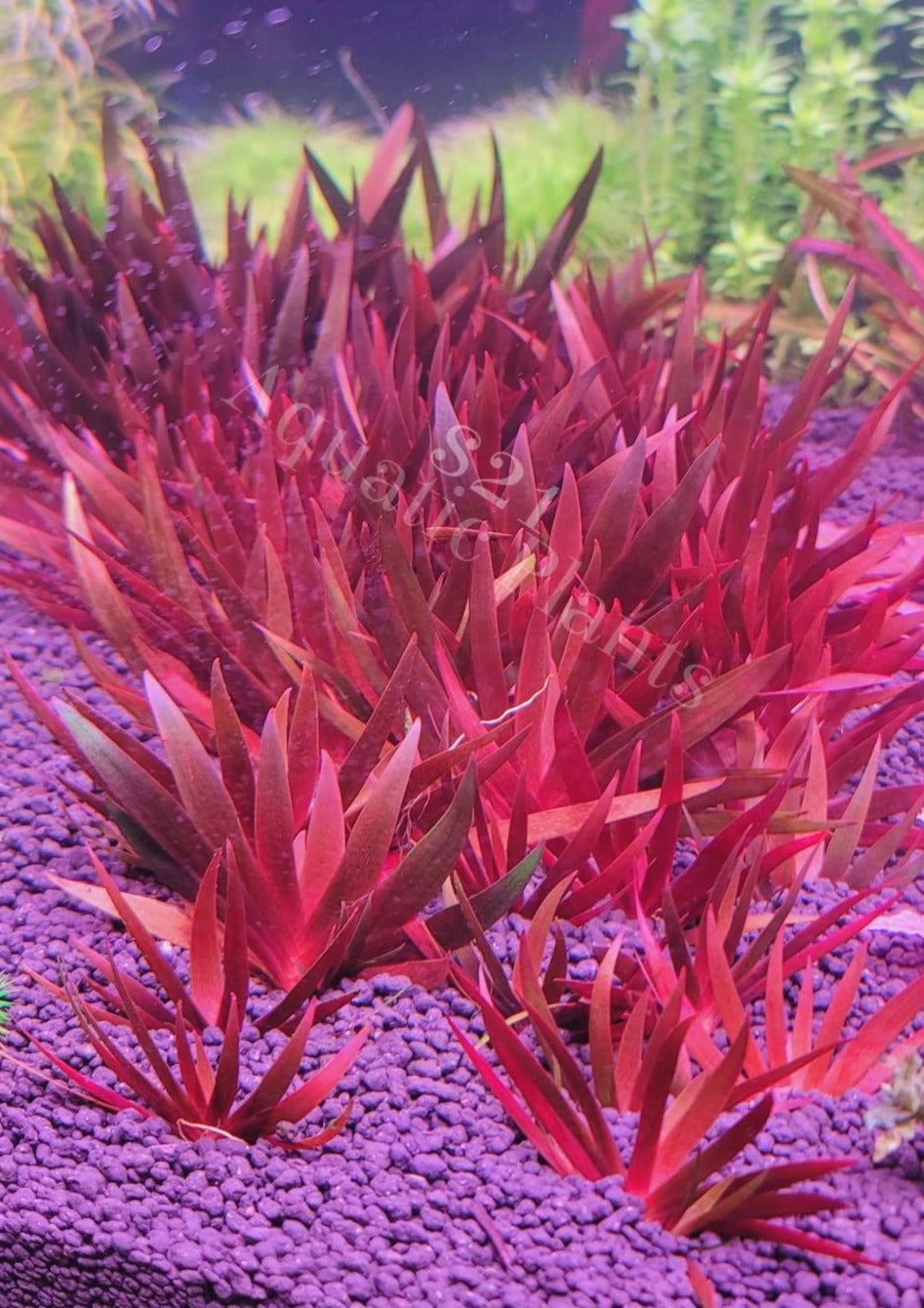 Xyris sp. Red – S21 Aquatics LLC