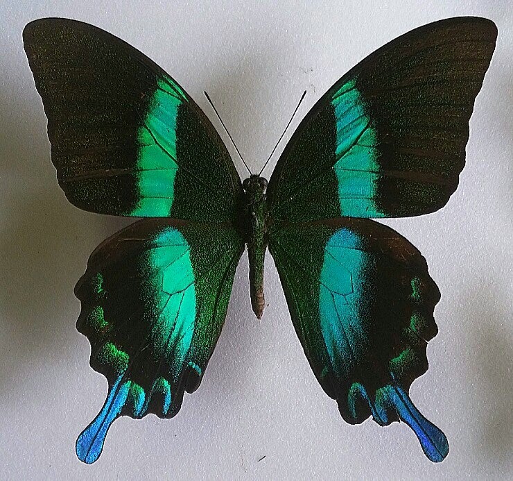 カキカモルフォ！標本！1｜カキカモルフォ♂標本☆ブルー美麗 123mm