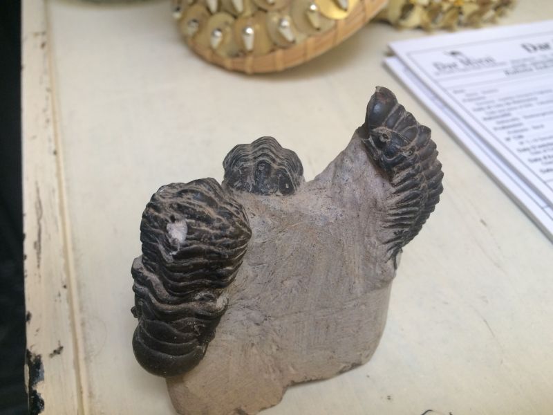 三葉虫化石 モロッコ産 現在輸出禁止になりました モロッコ産 三葉虫