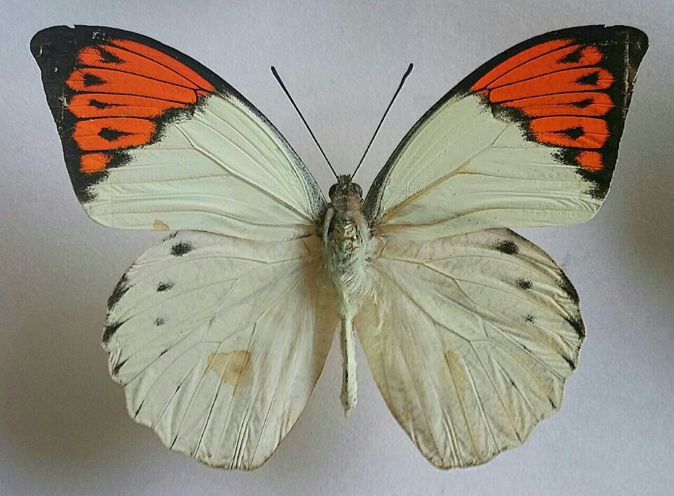 つま紅ちょう | 蝶に魅せられた旅人