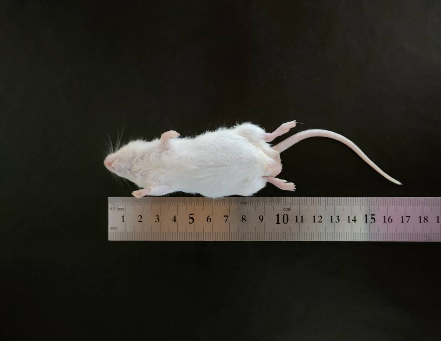 国産冷凍アダルトマウスXL 10匹入 – サイエンスファーム