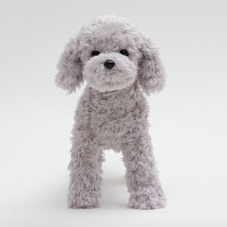 テディプードル グレー | DOGBASE YOKOHAMA