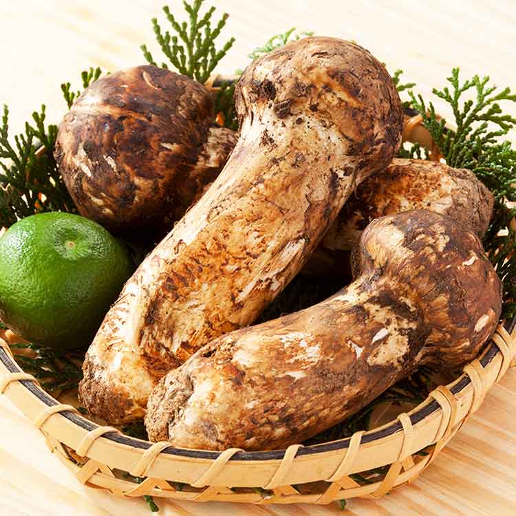 松茸 北海道 500g ① 国産 北海道 松茸 500g ① 公式通販