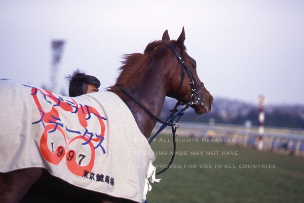 第14回（1997年）フェブラリーS回顧 岡部幸雄騎乗・シンコウ