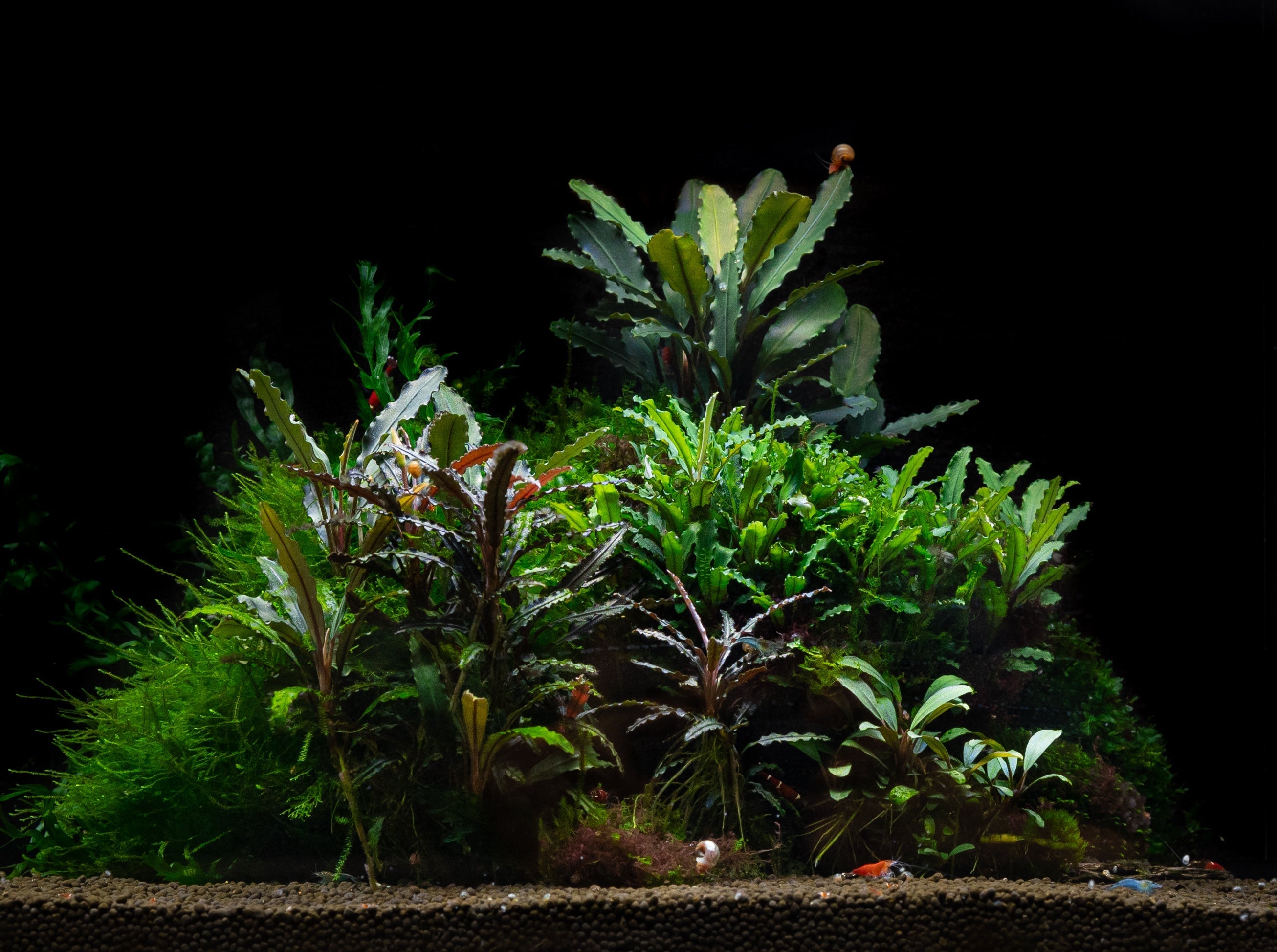 Bucephalandra sp.immortal darkness 【公式通販】