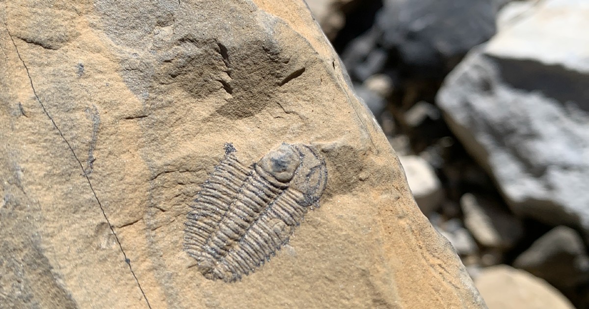 三葉虫の化石を探すハイキングツアー その①