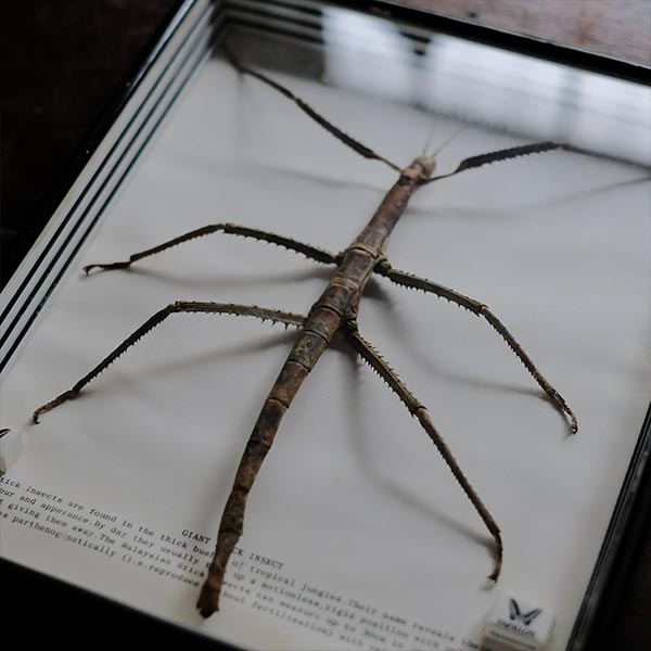 Giant Stick Insect ナナフシ 標本 – zakka store towi