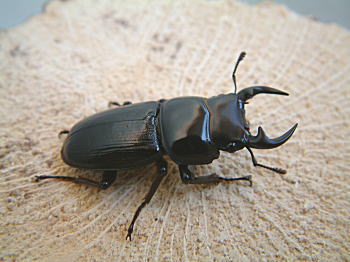 DORCUS POCKET 天然ｵｵｸﾜｶﾞﾀ