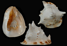 株）タカシェル 世界の貝・化石・珊瑚・タツノオトシゴ・カブトガニ