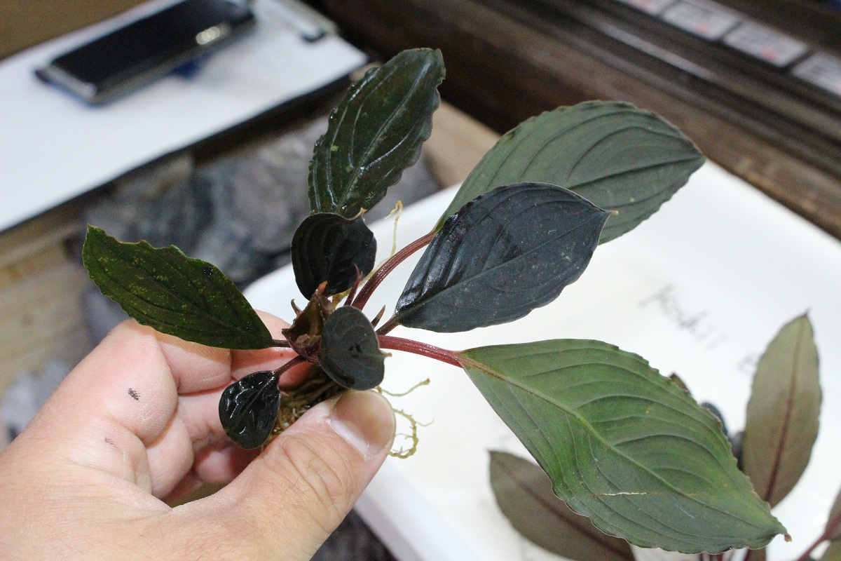 ブセファランドラ25種類！！通販ページにUP致しました！！ | Aquarium