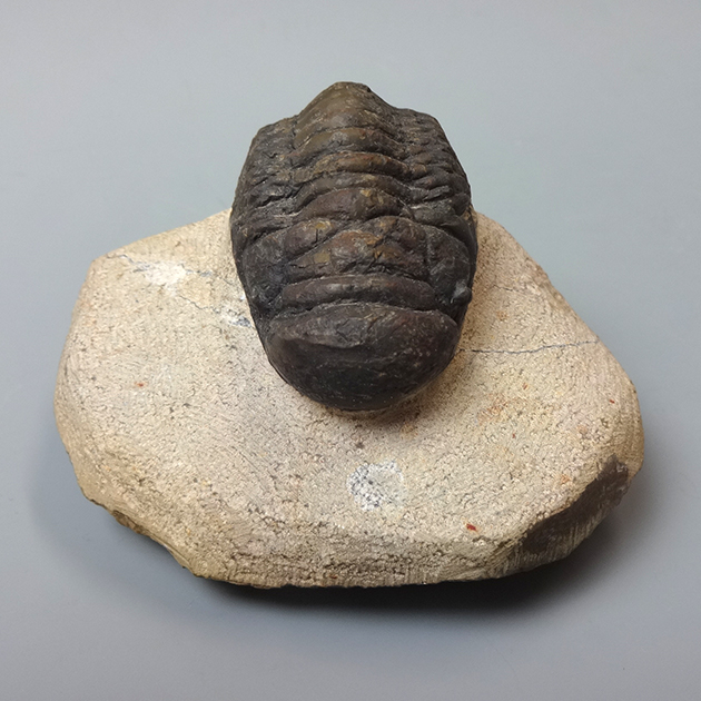 三葉虫（Crotalocephalina）｜化石販売・鉱物販売の東京サイエンス