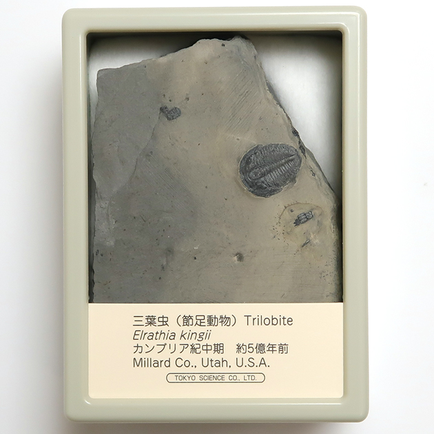 三葉虫｜化石標本・分売｜化石販売・鉱物販売の東京サイエンス