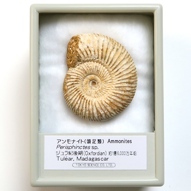 SCIENCE 化石標本 Ammonite Red Iridescent「アンモナイト・レッドの