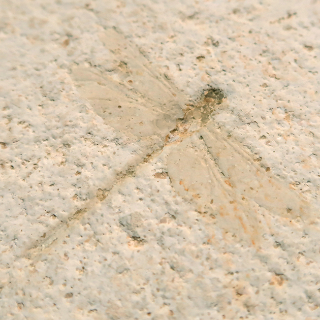 トンボの化石(Nannogomphus)｜化石販売・鉱物販売の東京サイエンス