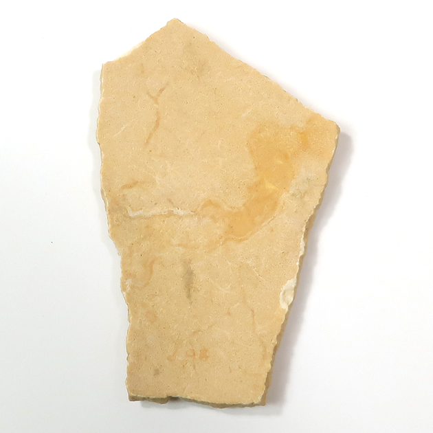 エピオルニスの卵殻（Aepyornis）｜化石販売・鉱物販売の東京サイエンス