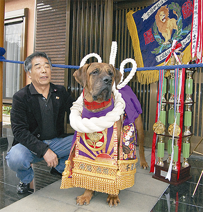 土佐闘犬用の化粧引き綱