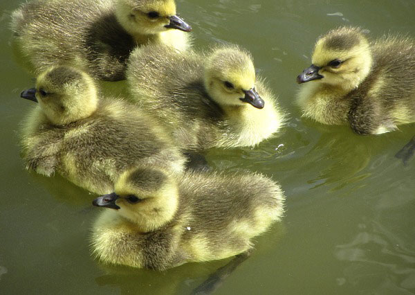 コールダックの販売｜ワールド牧場