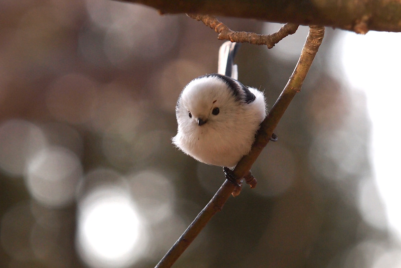 シマエナガ｜おまさのこっそり野鳥日記