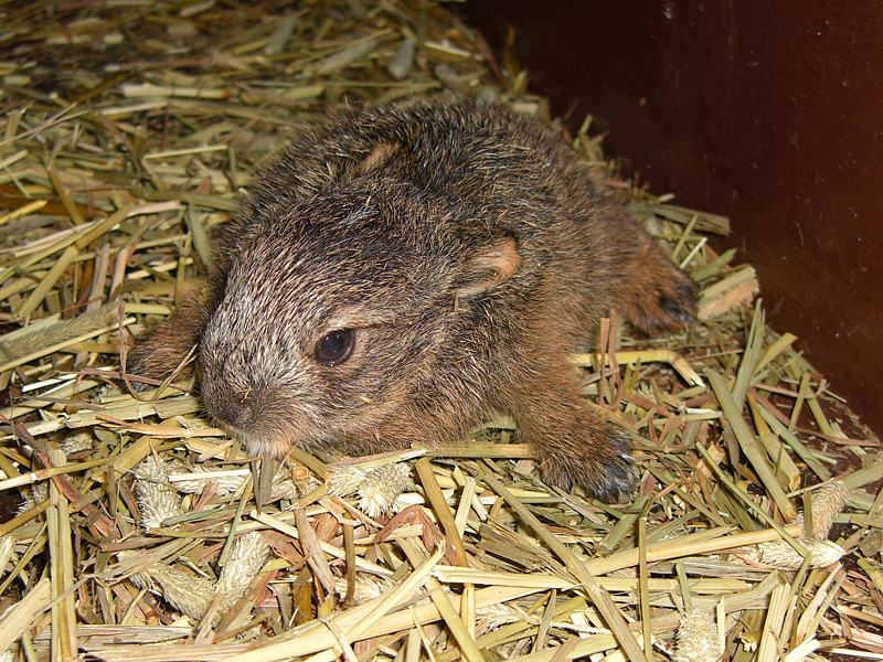 やまね工房 キュウシュウノウサギ 冬毛 立 やまね工房 キュウシュウ