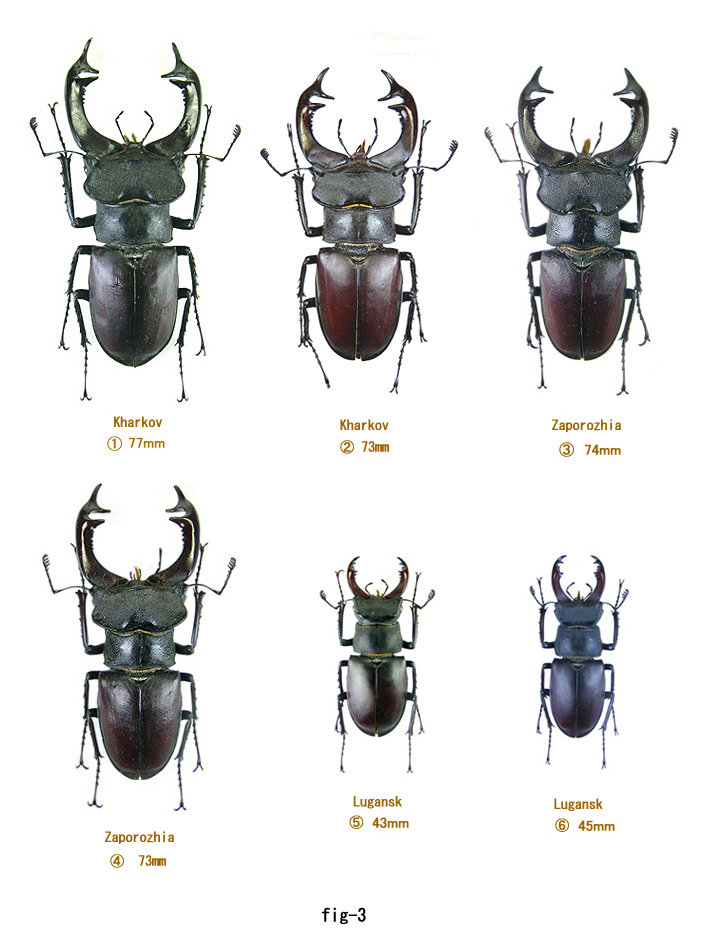 大型 フランス産 ケルブスミヤマ ♂83㎜ 標本 ミヤマクワガタ