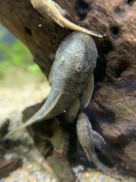 ブロンズプレコ Chaetostoma formosae 【アクアフィールド】熱帯魚