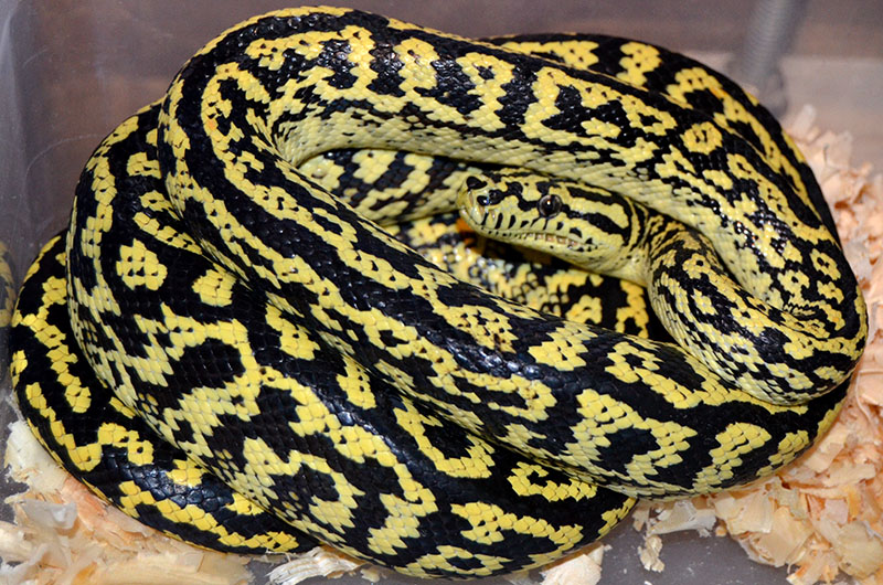 洋書 Complete Carpet Python 以下検索 蛇 パイソン ボア 動植物関連