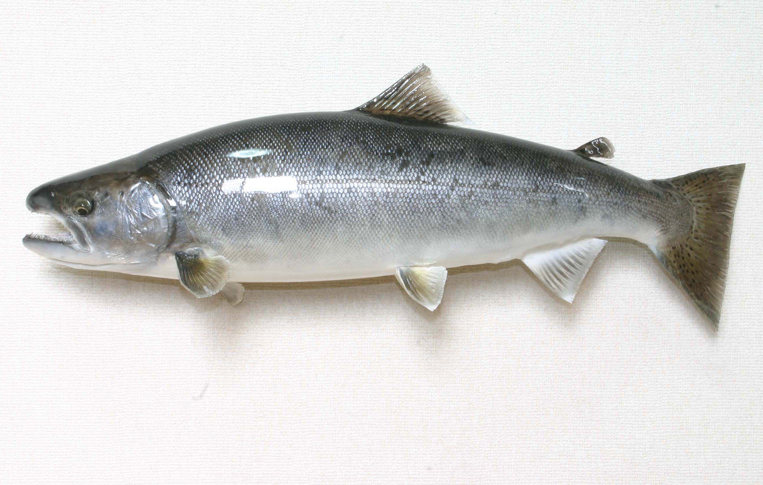 魚類剥製用の額縁 剥製 額装 Yahoo!オークション -「剥製」(その他