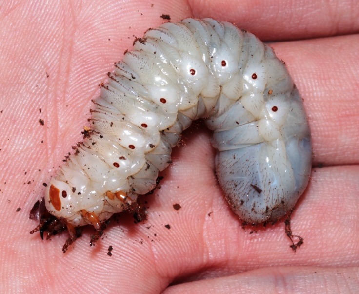 Breeding report for Stephanocrates dohertyi - Ben's Beetle