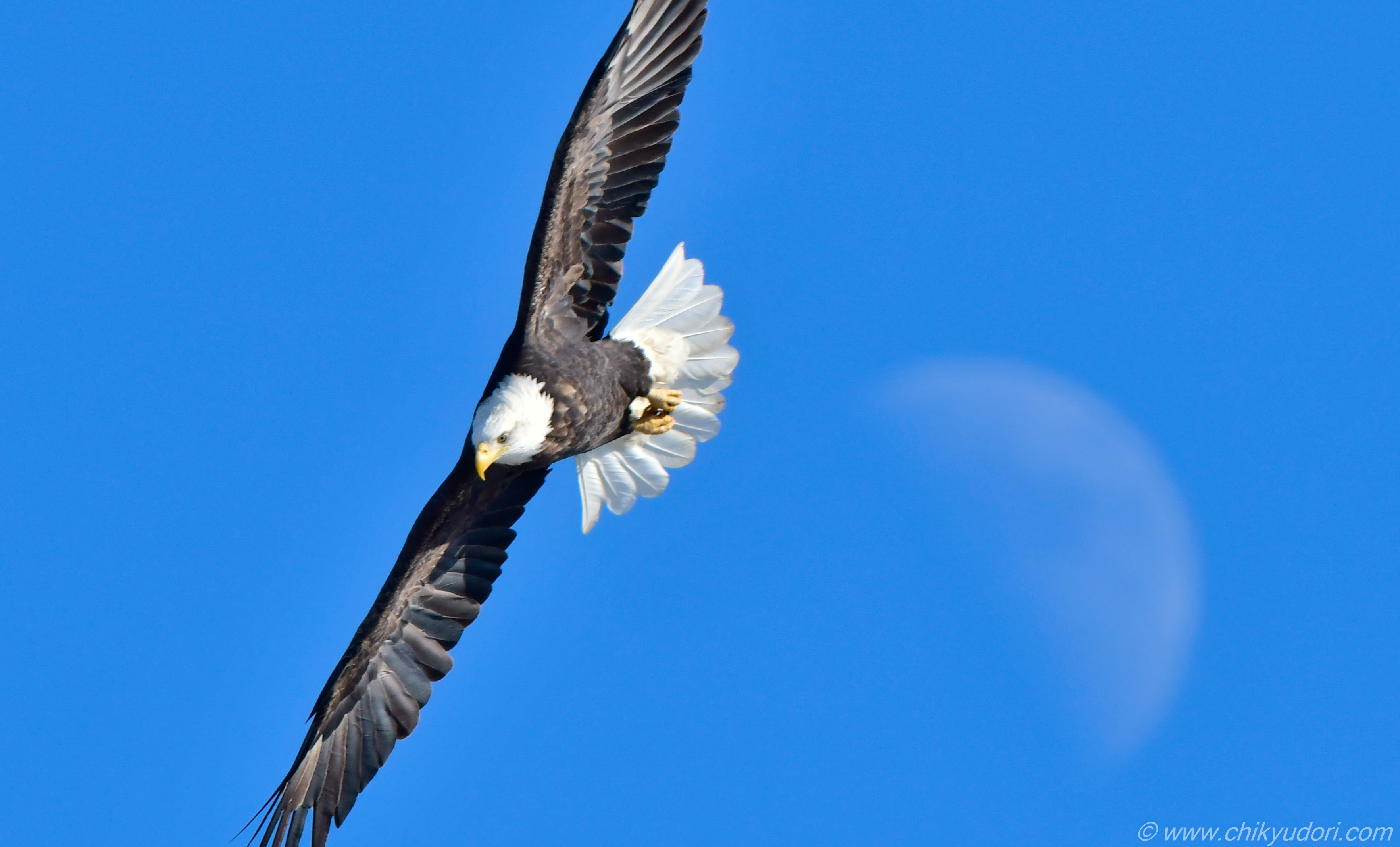 青空に舞うアメリカのシンボル的国鳥、白頭鷲（Bald Eagle