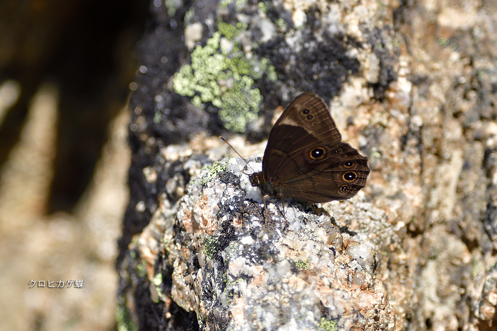 割引 【国産蝶標本】ミヤマモンキチョウ♂/富山県.赤木岳産/47mm 国産