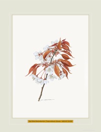 太田洋愛 Yoai OHTA