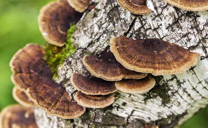 サルノコシカケ