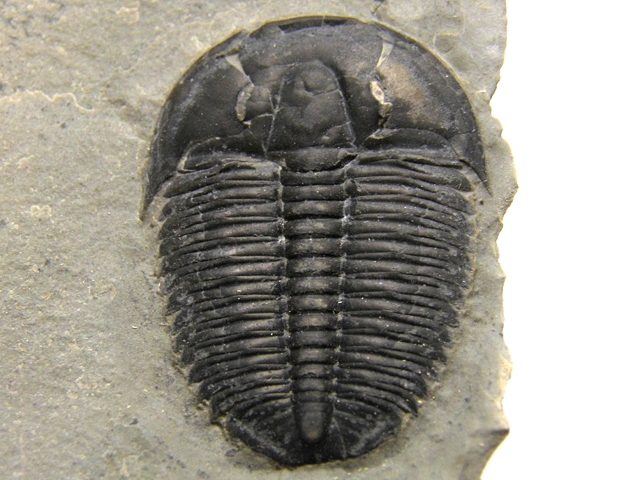 三葉虫化石(大型) コロラド産 三葉虫化石(大型) コロラド産 .co