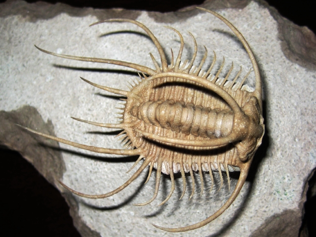 三葉虫 化石 Piltonia kuehnei 三葉虫 化石 Piltonia kuehnei