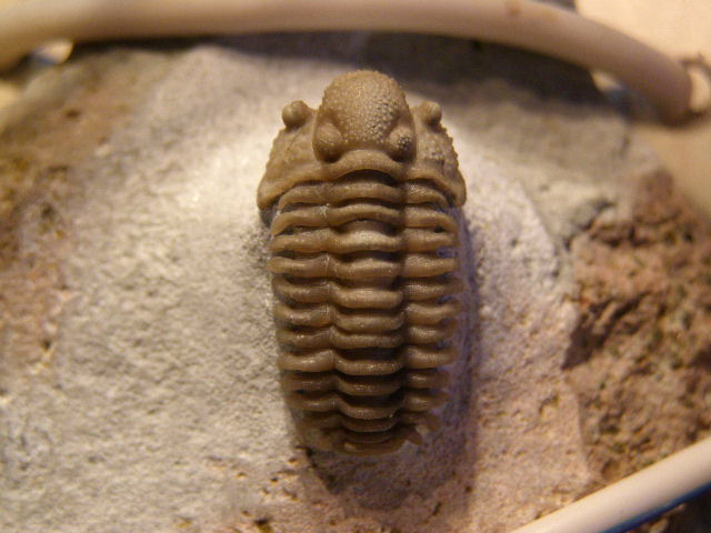 パルナシウス・ブレメリ（1オス、ロシア産） 【公式通販】