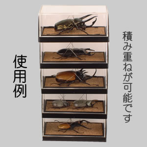 標本箱 ドイツ箱 大型 5個セット(中古、藤本標本用品製等) 藤本標本