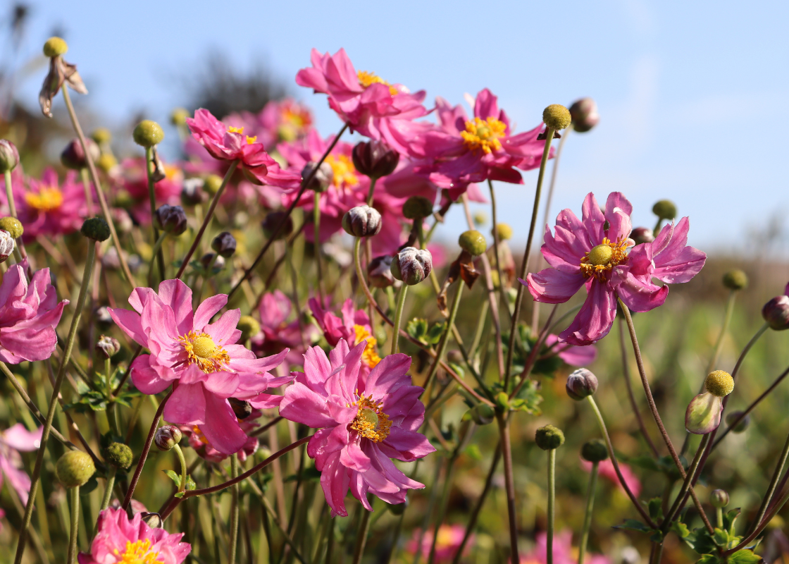 Japanese Anemone Plants For Sale | Perennials – Great Garden Plants
