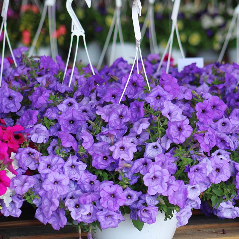 Petunia Evening Scentsation F1 Seed – Harris Seeds