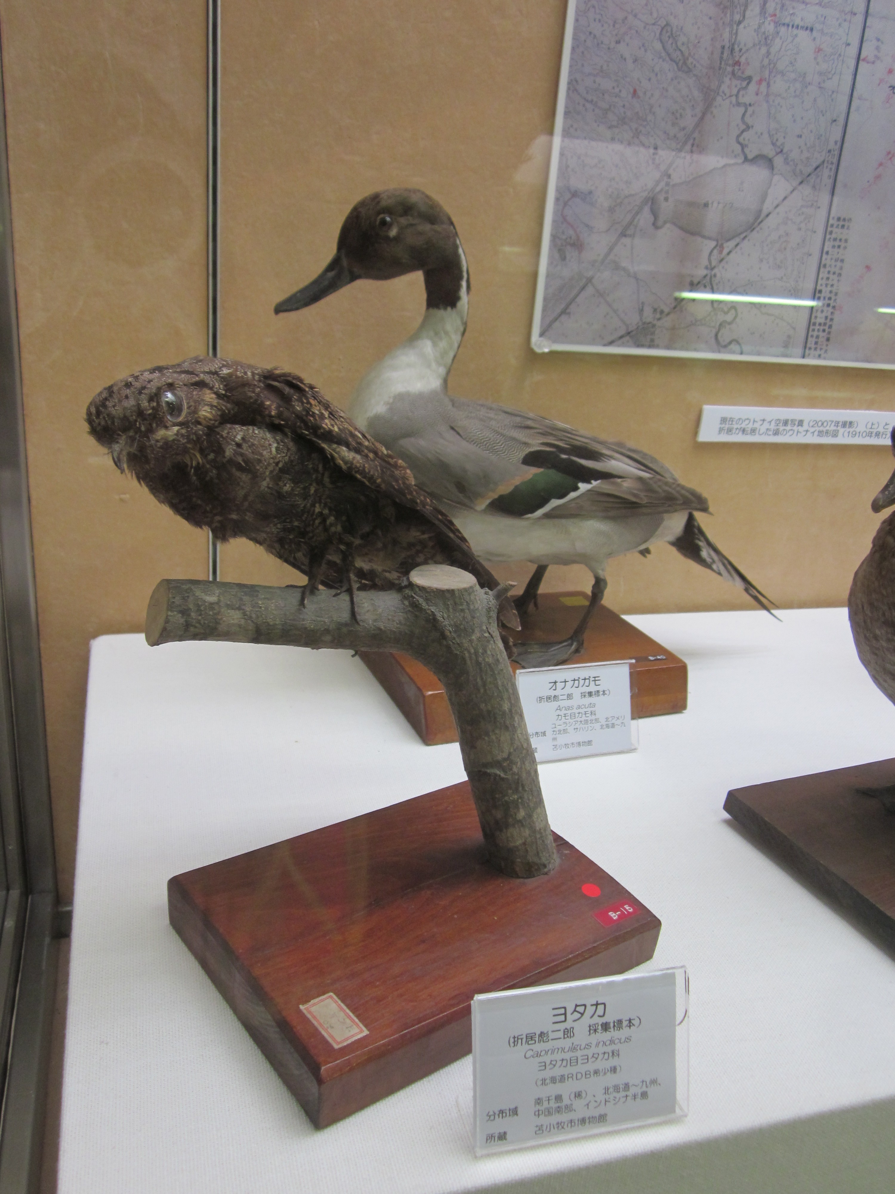 淡*雪様 鳥の標本 極楽鳥 インドネシア 剥製 2026年最新】剥製 極楽鳥