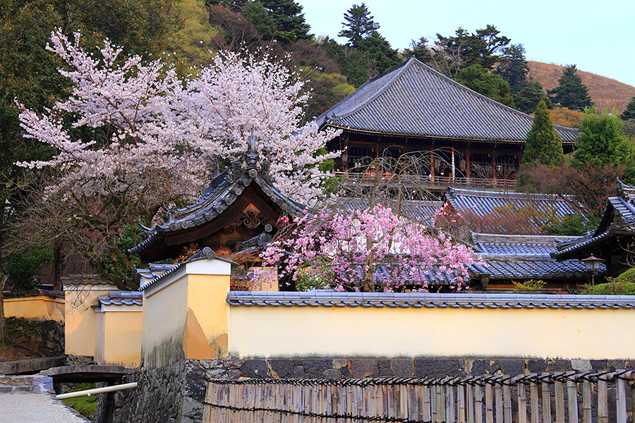 二月堂裏参道の桜