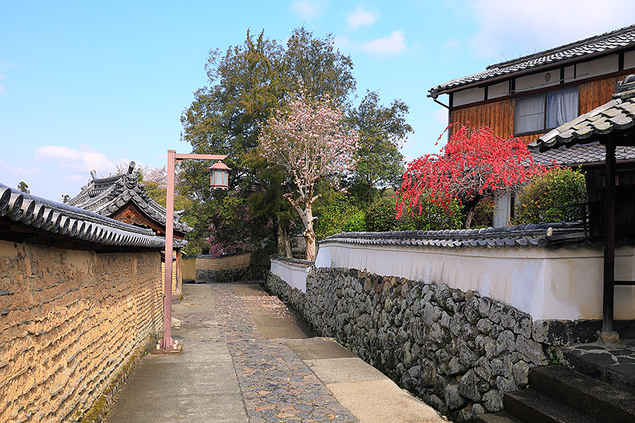 二月堂裏参道の桜 二月堂裏参道の桜 二月